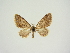  ( - BC ZSM Lep 84741)  @11 [ ] CreativeCommons - Attribution Non-Commercial Share-Alike (2014) Axel Hausmann/Bavarian State Collection of Zoology (ZSM) SNSB, Zoologische Staatssammlung Muenchen