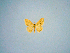  ( - BC ZSM Lep 84746)  @11 [ ] CreativeCommons - Attribution Non-Commercial Share-Alike (2014) Axel Hausmann/Bavarian State Collection of Zoology (ZSM) SNSB, Zoologische Staatssammlung Muenchen