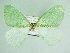  (Prasinocyma trematerrai - BC ZSM Lep 85810)  @11 [ ] CreativeCommons - Attribution Non-Commercial Share-Alike (2015) Axel Hausmann/Bavarian State Collection of Zoology (ZSM) SNSB, Zoologische Staatssammlung Muenchen