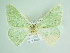  ( - BC ZSM Lep 85817)  @11 [ ] CreativeCommons - Attribution Non-Commercial Share-Alike (2015) Axel Hausmann/Bavarian State Collection of Zoology (ZSM) SNSB, Zoologische Staatssammlung Muenchen