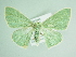  ( - BC ZSM Lep 85818)  @11 [ ] CreativeCommons - Attribution Non-Commercial Share-Alike (2015) Axel Hausmann/Bavarian State Collection of Zoology (ZSM) SNSB, Zoologische Staatssammlung Muenchen