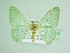  ( - BC ZSM Lep 85819)  @11 [ ] CreativeCommons - Attribution Non-Commercial Share-Alike (2015) Axel Hausmann/Bavarian State Collection of Zoology (ZSM) SNSB, Zoologische Staatssammlung Muenchen