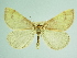  (Lignyoptera thaumastaria - BC ZSM Lep 85820)  @11 [ ] CreativeCommons - Attribution Non-Commercial Share-Alike (2015) Axel Hausmann/Bavarian State Collection of Zoology (ZSM) SNSB, Zoologische Staatssammlung Muenchen