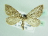  ( - BC ZSM Lep 85821)  @11 [ ] CreativeCommons - Attribution Non-Commercial Share-Alike (2015) Axel Hausmann/Bavarian State Collection of Zoology (ZSM) SNSB, Zoologische Staatssammlung Muenchen