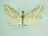  ( - BC ZSM Lep 85822)  @11 [ ] CreativeCommons - Attribution Non-Commercial Share-Alike (2015) Axel Hausmann/Bavarian State Collection of Zoology (ZSM) SNSB, Zoologische Staatssammlung Muenchen