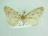  ( - BC ZSM Lep 85824)  @11 [ ] CreativeCommons - Attribution Non-Commercial Share-Alike (2015) Axel Hausmann/Bavarian State Collection of Zoology (ZSM) SNSB, Zoologische Staatssammlung Muenchen