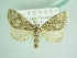  ( - BC ZSM Lep 85825)  @11 [ ] CreativeCommons - Attribution Non-Commercial Share-Alike (2015) Axel Hausmann/Bavarian State Collection of Zoology (ZSM) SNSB, Zoologische Staatssammlung Muenchen