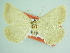  ( - BC ZSM Lep 85852)  @11 [ ] CreativeCommons - Attribution Non-Commercial Share-Alike (2015) Axel Hausmann/Bavarian State Collection of Zoology (ZSM) SNSB, Zoologische Staatssammlung Muenchen