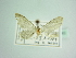  (Eupithecia isaaci - BC ZSM Lep 85862)  @11 [ ] CreativeCommons - Attribution Non-Commercial Share-Alike (2015) Axel Hausmann/Bavarian State Collection of Zoology (ZSM) SNSB, Zoologische Staatssammlung Muenchen