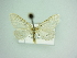  (Eupithecia cerussaria - BC ZSM Lep 85863)  @11 [ ] CreativeCommons - Attribution Non-Commercial Share-Alike (2015) Axel Hausmann/Bavarian State Collection of Zoology (ZSM) SNSB, Zoologische Staatssammlung Muenchen