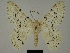  ( - BC ZSM Lep a 76016)  @11 [ ] CreativeCommons - Attribution Non-Commercial Share-Alike (2013) Axel Hausmann/Bavarian State Collection of Zoology (ZSM) SNSB, Zoologische Staatssammlung Muenchen