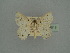  (Mimandria kely - BC ZSM Lep a 76019)  @11 [ ] CreativeCommons - Attribution Non-Commercial Share-Alike (2013) Axel Hausmann/Bavarian State Collection of Zoology (ZSM) SNSB, Zoologische Staatssammlung Muenchen