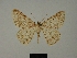  ( - BC ZSM Lep a 76026)  @11 [ ] CreativeCommons - Attribution Non-Commercial Share-Alike (2013) Axel Hausmann/Bavarian State Collection of Zoology (ZSM) SNSB, Zoologische Staatssammlung Muenchen