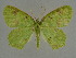  ( - BC ZSM Lep a 76027)  @11 [ ] CreativeCommons - Attribution Non-Commercial Share-Alike (2013) Axel Hausmann/Bavarian State Collection of Zoology (ZSM) SNSB, Zoologische Staatssammlung Muenchen