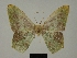  ( - BC ZSM Lep a 76031)  @11 [ ] CreativeCommons - Attribution Non-Commercial Share-Alike (2013) Axel Hausmann/Bavarian State Collection of Zoology (ZSM) SNSB, Zoologische Staatssammlung Muenchen