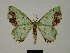  ( - BC ZSM Lep a 76036)  @11 [ ] CreativeCommons - Attribution Non-Commercial Share-Alike (2013) Axel Hausmann/Bavarian State Collection of Zoology (ZSM) SNSB, Zoologische Staatssammlung Muenchen