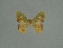 ( - BC ZSM Lep a 76050)  @11 [ ] CreativeCommons - Attribution Non-Commercial Share-Alike (2013) Axel Hausmann/Bavarian State Collection of Zoology (ZSM) SNSB, Zoologische Staatssammlung Muenchen