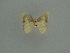  ( - BC ZSM Lep a 76050)  @11 [ ] CreativeCommons - Attribution Non-Commercial Share-Alike (2013) Axel Hausmann/Bavarian State Collection of Zoology (ZSM) SNSB, Zoologische Staatssammlung Muenchen