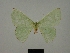  ( - BC ZSM Lep a 76057)  @11 [ ] CreativeCommons - Attribution Non-Commercial Share-Alike (2013) Axel Hausmann/Bavarian State Collection of Zoology (ZSM) SNSB, Zoologische Staatssammlung Muenchen