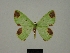  ( - BC ZSM Lep a 76064)  @11 [ ] CreativeCommons - Attribution Non-Commercial Share-Alike (2013) Axel Hausmann/Bavarian State Collection of Zoology (ZSM) SNSB, Zoologische Staatssammlung Muenchen