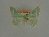  ( - BC ZSM Lep a 76067)  @11 [ ] CreativeCommons - Attribution Non-Commercial Share-Alike (2013) Axel Hausmann/Bavarian State Collection of Zoology (ZSM) SNSB, Zoologische Staatssammlung Muenchen
