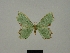  ( - BC ZSM Lep a 76071)  @11 [ ] CreativeCommons - Attribution Non-Commercial Share-Alike (2013) Axel Hausmann/Bavarian State Collection of Zoology (ZSM) SNSB, Zoologische Staatssammlung Muenchen