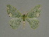  ( - BC ZSM Lep a 76075)  @11 [ ] CreativeCommons - Attribution Non-Commercial Share-Alike (2013) Axel Hausmann/Bavarian State Collection of Zoology (ZSM) SNSB, Zoologische Staatssammlung Muenchen