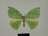  ( - BC ZSM Lep a 76076)  @11 [ ] CreativeCommons - Attribution Non-Commercial Share-Alike (2013) Axel Hausmann/Bavarian State Collection of Zoology (ZSM) SNSB, Zoologische Staatssammlung Muenchen