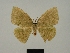  ( - BC ZSM Lep a 76089)  @11 [ ] CreativeCommons - Attribution Non-Commercial Share-Alike (2013) Axel Hausmann/Bavarian State Collection of Zoology (ZSM) SNSB, Zoologische Staatssammlung Muenchen