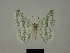  ( - BC ZSM Lep a 76090)  @11 [ ] CreativeCommons - Attribution Non-Commercial Share-Alike (2013) Axel Hausmann/Bavarian State Collection of Zoology (ZSM) SNSB, Zoologische Staatssammlung Muenchen