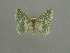  ( - BC ZSM Lep a 76092)  @11 [ ] CreativeCommons - Attribution Non-Commercial Share-Alike (2013) Axel Hausmann/Bavarian State Collection of Zoology (ZSM) SNSB, Zoologische Staatssammlung Muenchen