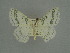  ( - BC ZSM Lep a 76093)  @11 [ ] CreativeCommons - Attribution Non-Commercial Share-Alike (2013) Axel Hausmann/Bavarian State Collection of Zoology (ZSM) SNSB, Zoologische Staatssammlung Muenchen