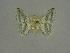  ( - BC ZSM Lep a 76095)  @11 [ ] CreativeCommons - Attribution Non-Commercial Share-Alike (2013) Axel Hausmann/Bavarian State Collection of Zoology (ZSM) SNSB, Zoologische Staatssammlung Muenchen