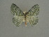  (Epigelasma praenuntia - BC ZSM Lep a 76099)  @11 [ ] CreativeCommons - Attribution Non-Commercial Share-Alike (2013) Axel Hausmann/Bavarian State Collection of Zoology (ZSM) SNSB, Zoologische Staatssammlung Muenchen