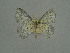  (Epigelasma crenifera - BC ZSM Lep a 76100)  @11 [ ] CreativeCommons - Attribution Non-Commercial Share-Alike (2013) Axel Hausmann/Bavarian State Collection of Zoology (ZSM) SNSB, Zoologische Staatssammlung Muenchen