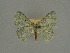  (Epigelasma simplaria - BC ZSM Lep a 76101)  @11 [ ] CreativeCommons - Attribution Non-Commercial Share-Alike (2013) Axel Hausmann/Bavarian State Collection of Zoology (ZSM) SNSB, Zoologische Staatssammlung Muenchen