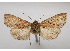  ( - BC ZSM Lep 103423)  @11 [ ] CreativeCommons - Attribution Non-Commercial Share-Alike (2018) SNSB, Staatliche Naturwissenschaftliche Sammlungen Bayerns ZSM (SNSB, Zoologische Staatssammlung Muenchen)