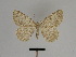  ( - BC ZSM Lep 103424)  @11 [ ] CreativeCommons - Attribution Non-Commercial Share-Alike (2018) SNSB, Staatliche Naturwissenschaftliche Sammlungen Bayerns ZSM (SNSB, Zoologische Staatssammlung Muenchen)