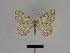  ( - BC ZSM Lep 103427)  @14 [ ] CreativeCommons - Attribution Non-Commercial Share-Alike (2018) SNSB, Staatliche Naturwissenschaftliche Sammlungen Bayerns ZSM (SNSB, Zoologische Staatssammlung Muenchen)