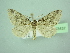  ( - BC ZSM Lep 103437)  @11 [ ] CreativeCommons - Attribution Non-Commercial Share-Alike (2018) SNSB, Staatliche Naturwissenschaftliche Sammlungen Bayerns ZSM (SNSB, Zoologische Staatssammlung Muenchen)