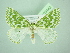  ( - BC ZSM Lep 103442)  @11 [ ] CreativeCommons - Attribution Non-Commercial Share-Alike (2018) SNSB, Staatliche Naturwissenschaftliche Sammlungen Bayerns ZSM (SNSB, Zoologische Staatssammlung Muenchen)