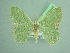  ( - BC ZSM Lep 103444)  @11 [ ] CreativeCommons - Attribution Non-Commercial Share-Alike (2018) SNSB, Staatliche Naturwissenschaftliche Sammlungen Bayerns ZSM (SNSB, Zoologische Staatssammlung Muenchen)