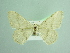  ( - BC ZSM Lep 103463)  @11 [ ] CreativeCommons - Attribution Non-Commercial Share-Alike (2018) SNSB, Staatliche Naturwissenschaftliche Sammlungen Bayerns ZSM (SNSB, Zoologische Staatssammlung Muenchen)