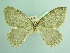  (Triphosa petronata - BC ZSM Lep 103474)  @11 [ ] CreativeCommons - Attribution Non-Commercial Share-Alike (2018) SNSB, Staatliche Naturwissenschaftliche Sammlungen Bayerns ZSM (SNSB, Zoologische Staatssammlung Muenchen)