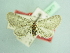  ( - BC ZSM Lep 103477)  @11 [ ] CreativeCommons - Attribution Non-Commercial Share-Alike (2018) SNSB, Staatliche Naturwissenschaftliche Sammlungen Bayerns ZSM (SNSB, Zoologische Staatssammlung Muenchen)