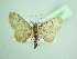  (Eupithecia repentina - BC ZSM Lep 103481)  @11 [ ] CreativeCommons - Attribution Non-Commercial Share-Alike (2018) SNSB, Staatliche Naturwissenschaftliche Sammlungen Bayerns ZSM (SNSB, Zoologische Staatssammlung Muenchen)