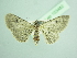  (Eupithecia karadaghensis - BC ZSM Lep 103482)  @11 [ ] CreativeCommons - Attribution Non-Commercial Share-Alike (2018) SNSB, Staatliche Naturwissenschaftliche Sammlungen Bayerns ZSM (SNSB, Zoologische Staatssammlung Muenchen)