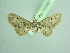  (Eupithecia mystica - BC ZSM Lep 103487)  @11 [ ] CreativeCommons - Attribution Non-Commercial Share-Alike (2018) SNSB, Staatliche Naturwissenschaftliche Sammlungen Bayerns ZSM (SNSB, Zoologische Staatssammlung Muenchen)
