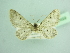  (Eupithecia mystiata - BC ZSM Lep 103488)  @11 [ ] CreativeCommons - Attribution Non-Commercial Share-Alike (2018) SNSB, Staatliche Naturwissenschaftliche Sammlungen Bayerns ZSM (SNSB, Zoologische Staatssammlung Muenchen)