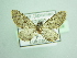  (Eupithecia cooptata - BC ZSM Lep 103489)  @11 [ ] CreativeCommons - Attribution Non-Commercial Share-Alike (2018) SNSB, Staatliche Naturwissenschaftliche Sammlungen Bayerns ZSM (SNSB, Zoologische Staatssammlung Muenchen)